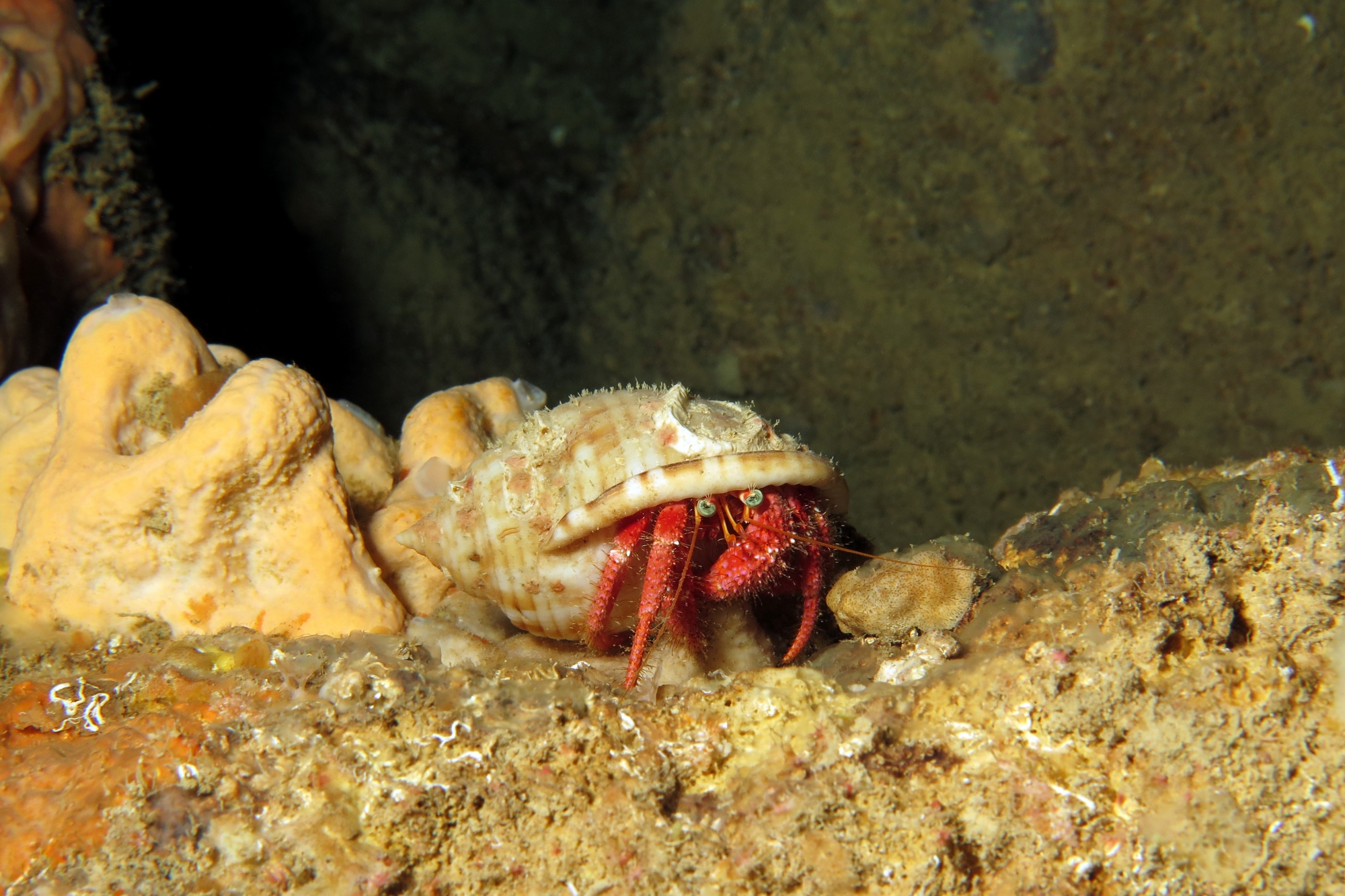 Dardanus calidus