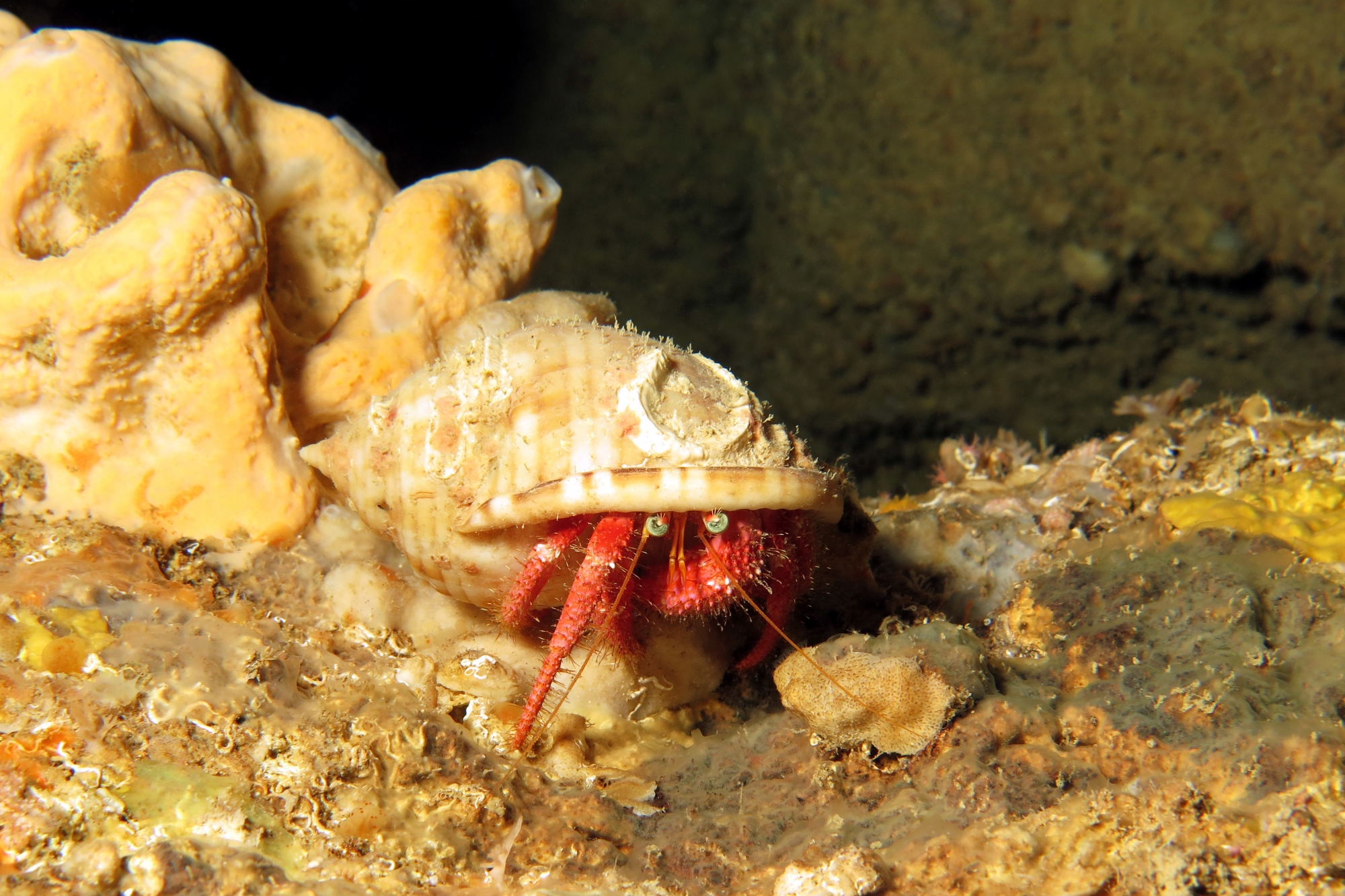 Dardanus calidus