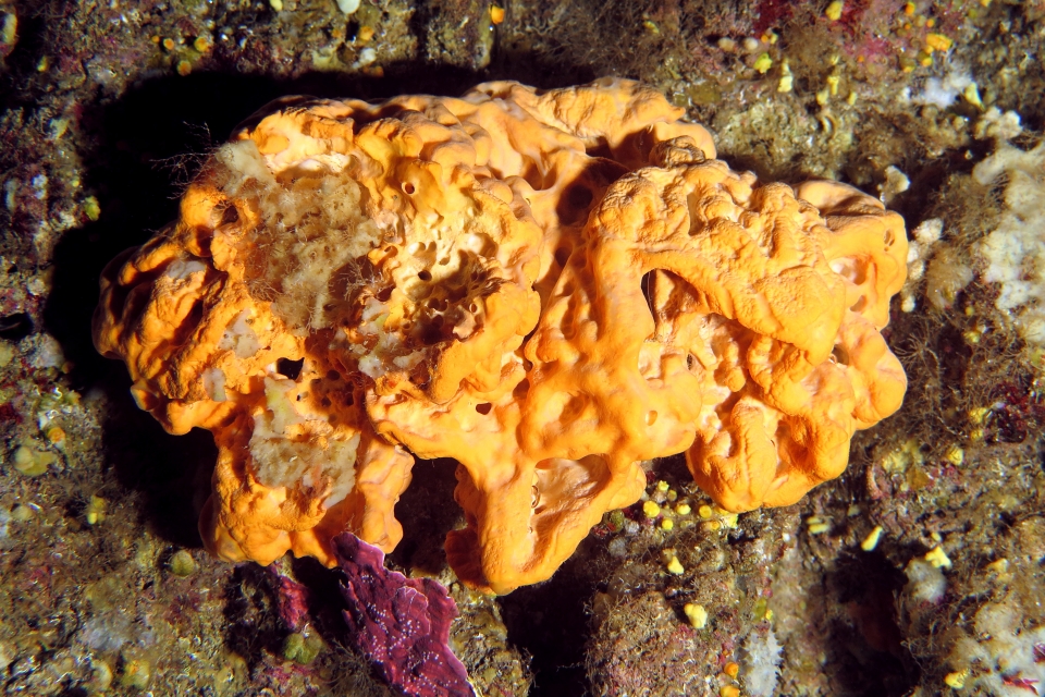 Agelas oroides