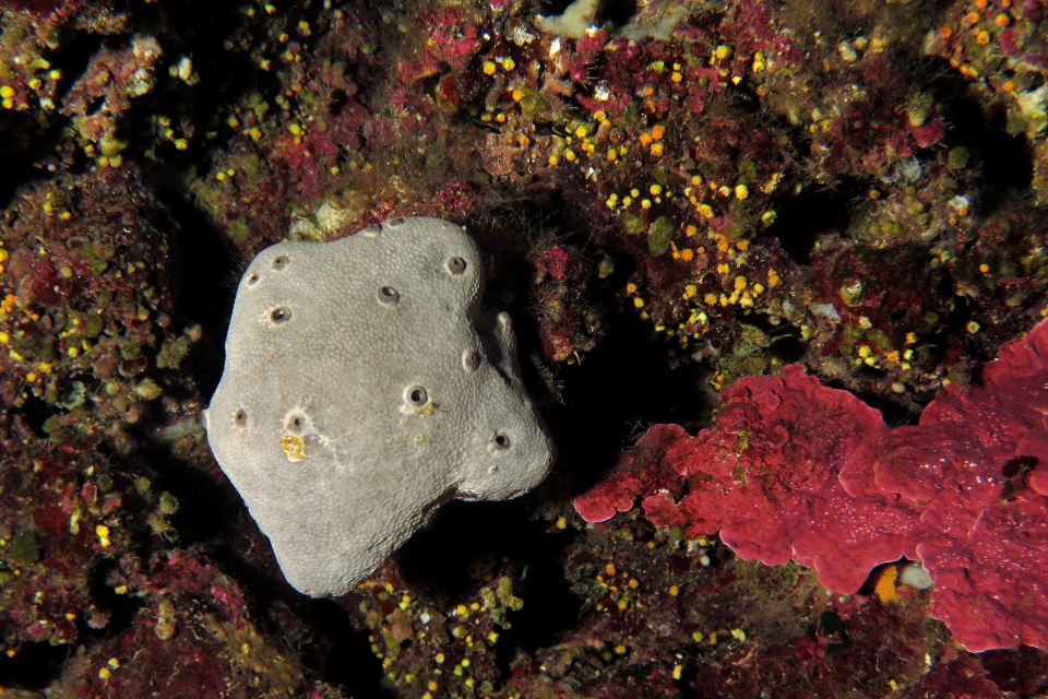 Ircinia oros