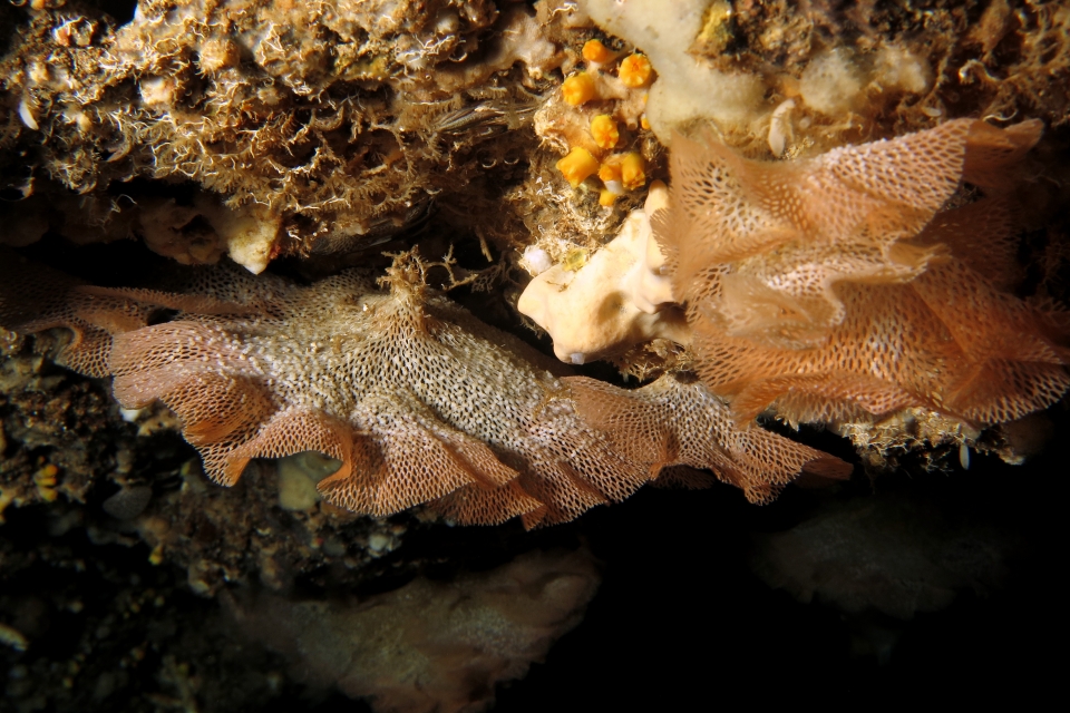 Reteporella grimaldii ou Reteporella mediterranea