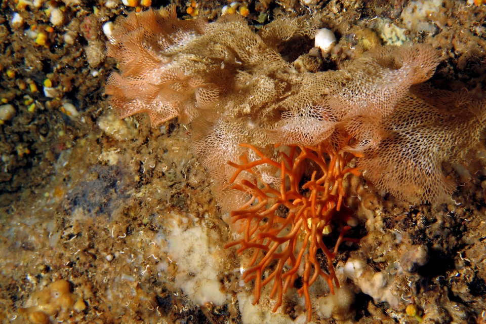 Smittina cervicornis, Reteporella grimaldii ou Reteporella mediterranea