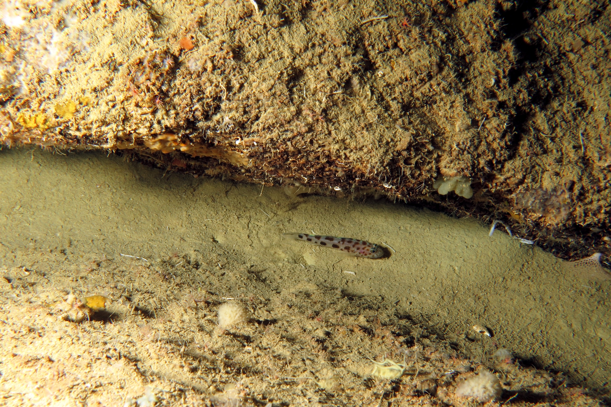 Thorogobius ephippiatus