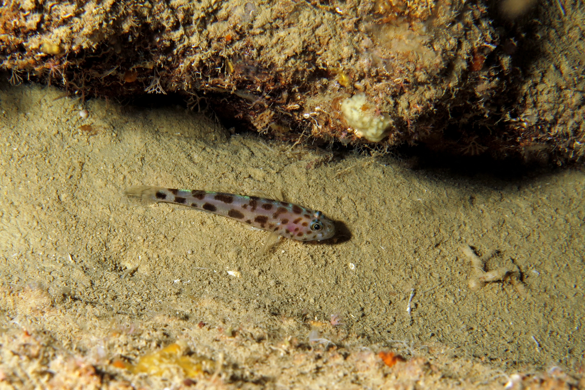 Thorogobius ephippiatus