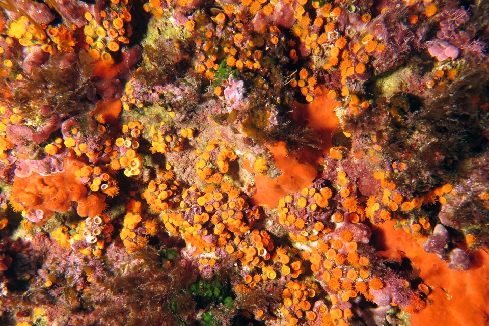 Astroides calycularis