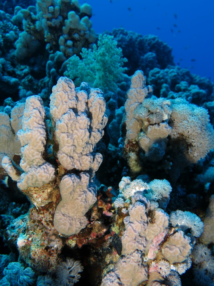 Jardin de corail de Middle reef