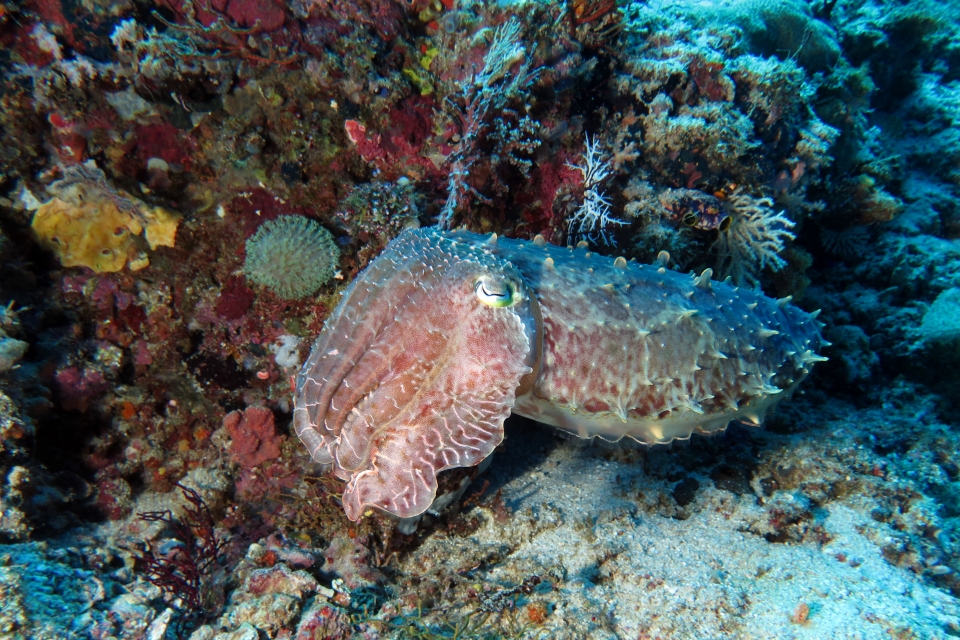 Sepia latimanus