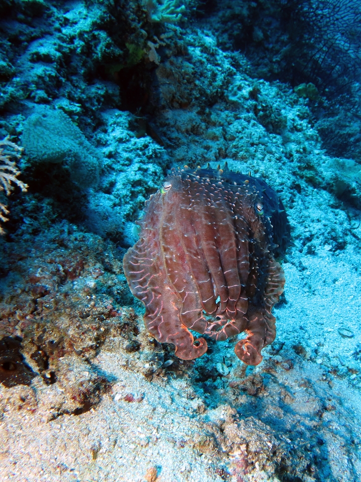 Sepia latimanus