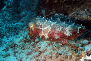 Sepia latimanus