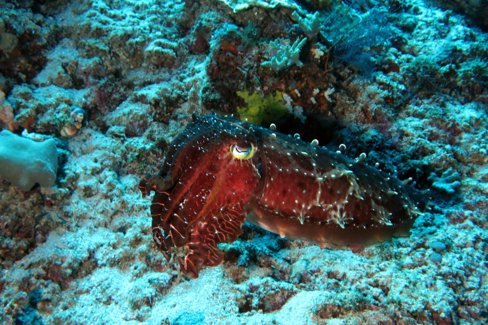 Sepia latimanus