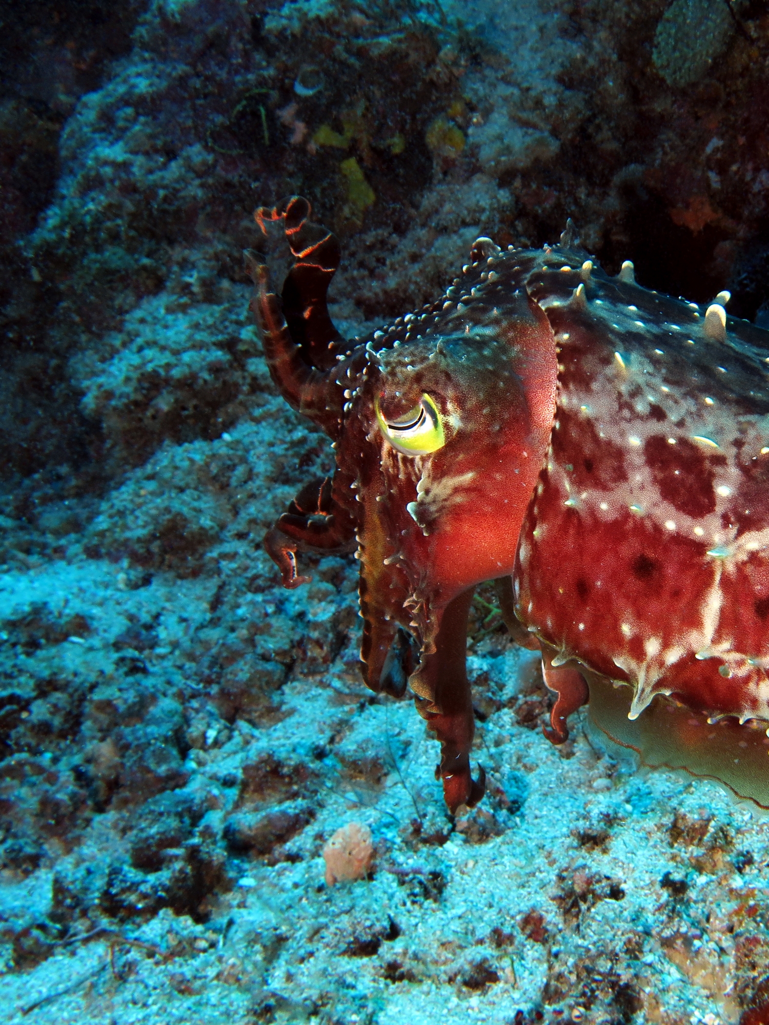 Sepia latimanus