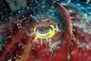 Sepia latimanus