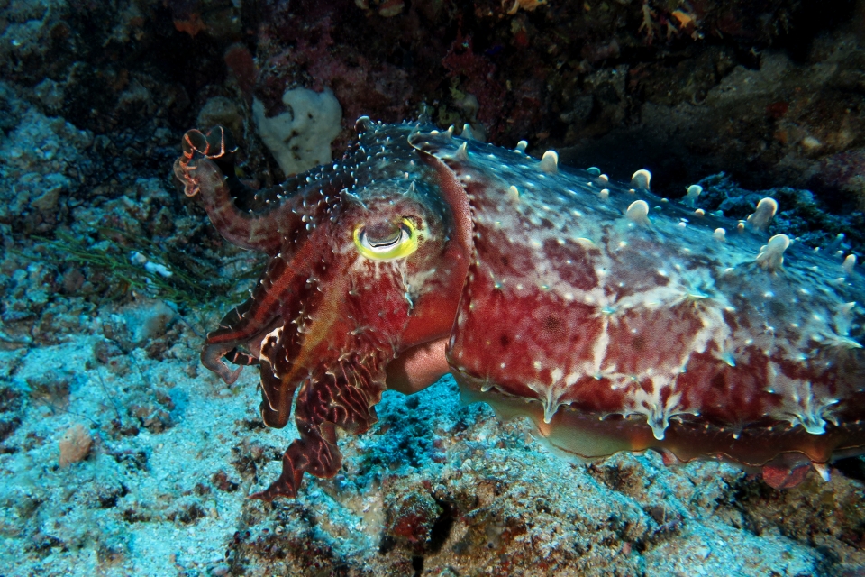 Sepia latimanus