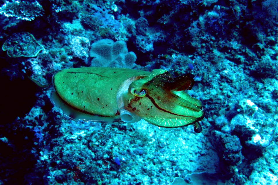 Sepia latimanus