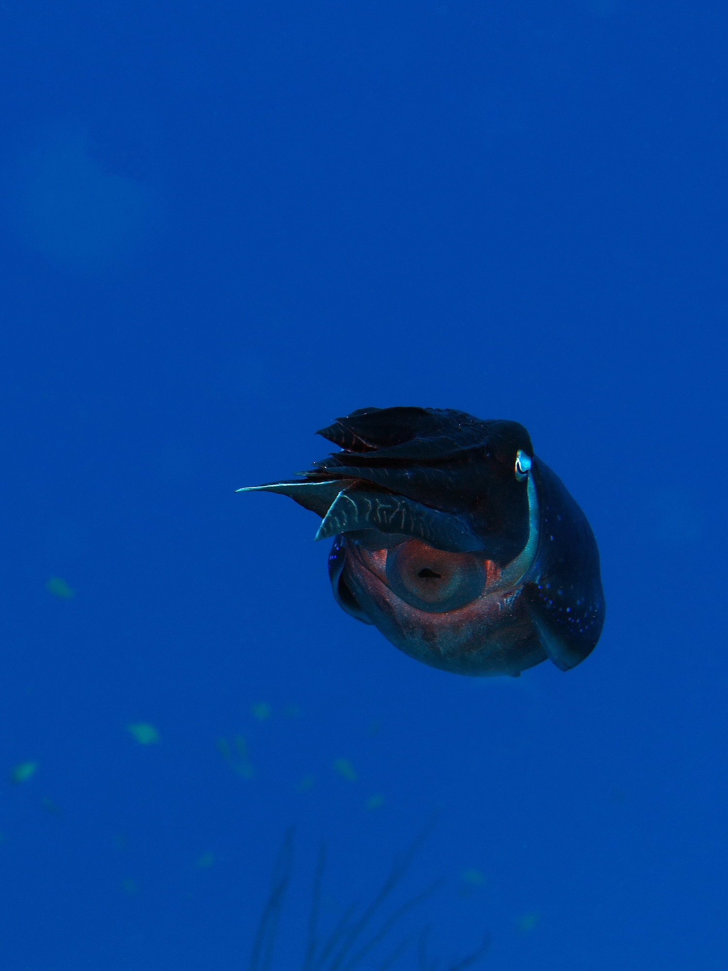 Sepia latimanus