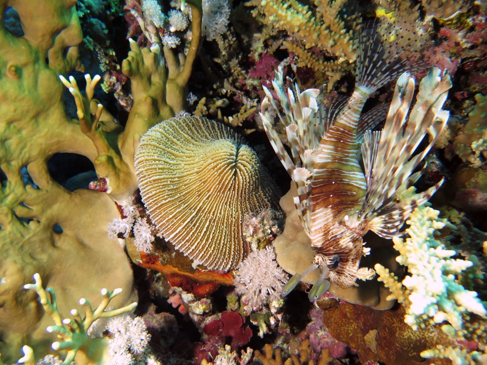 Fungia fungites, Pterois miles