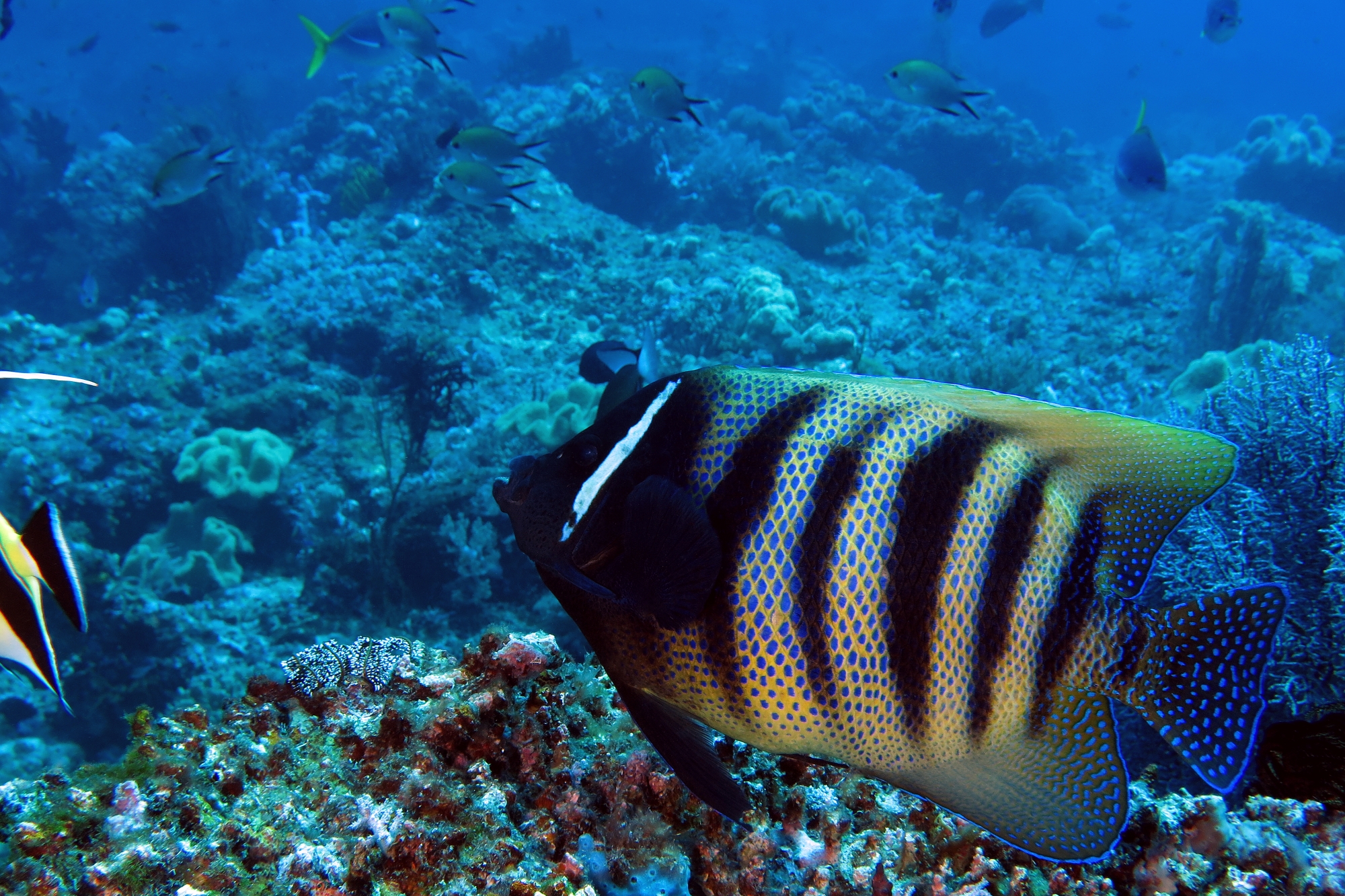 Pomacanthus sexstriatus