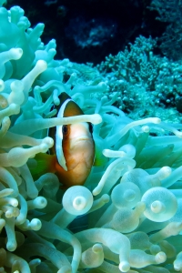 Amphiprion clarkii