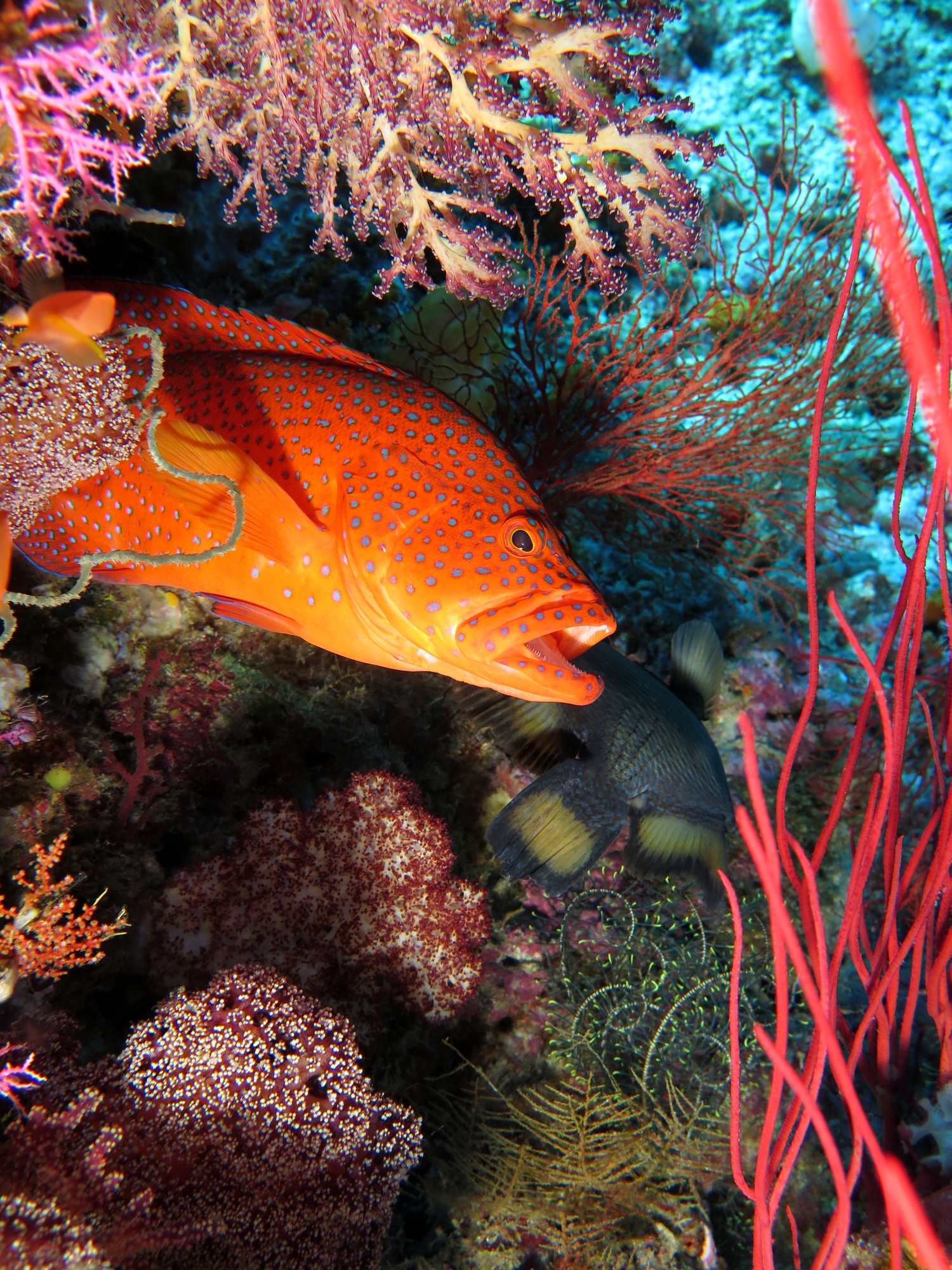 Cephalopholis miniata