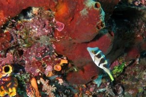 Canthigaster valentini