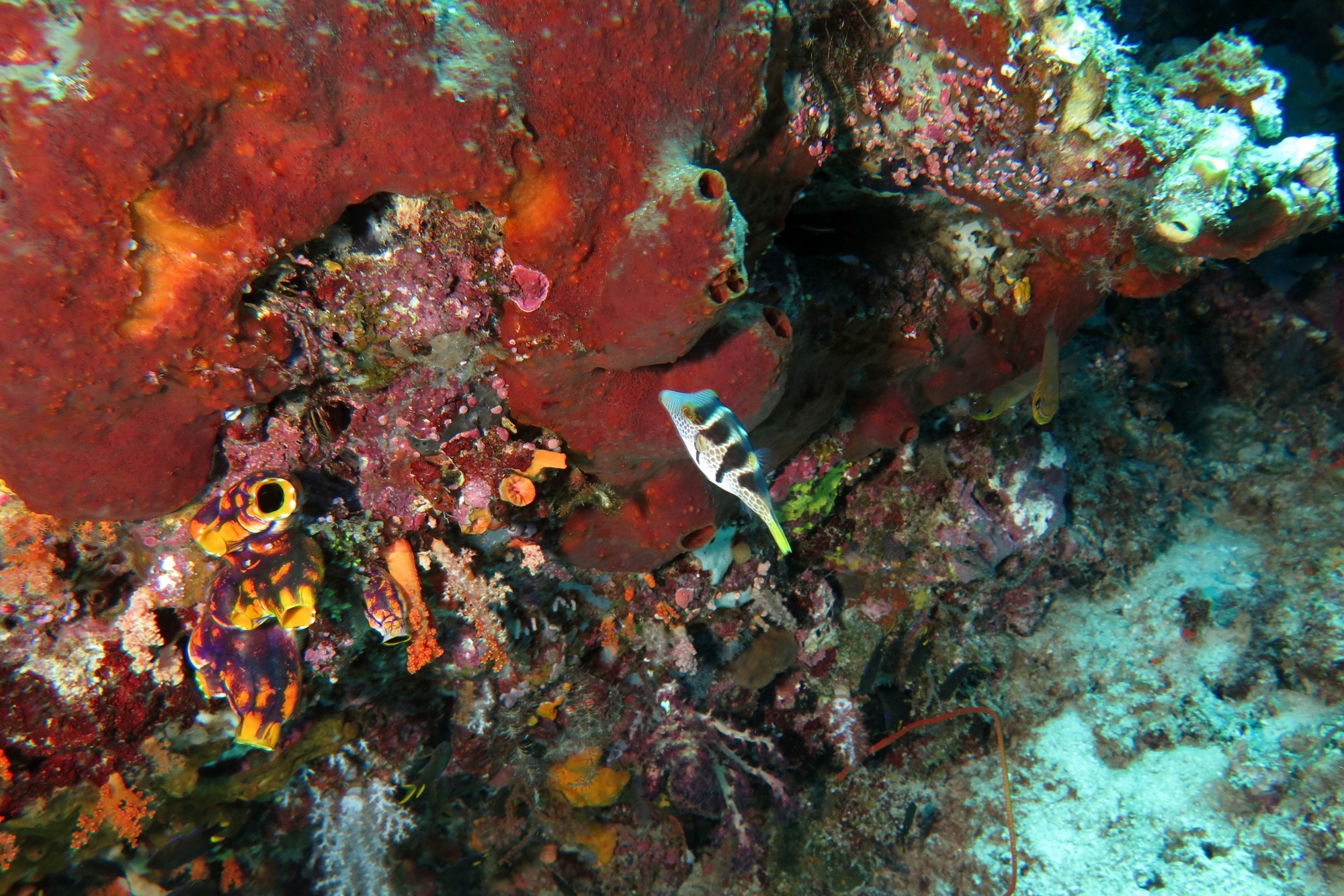 Canthigaster valentini