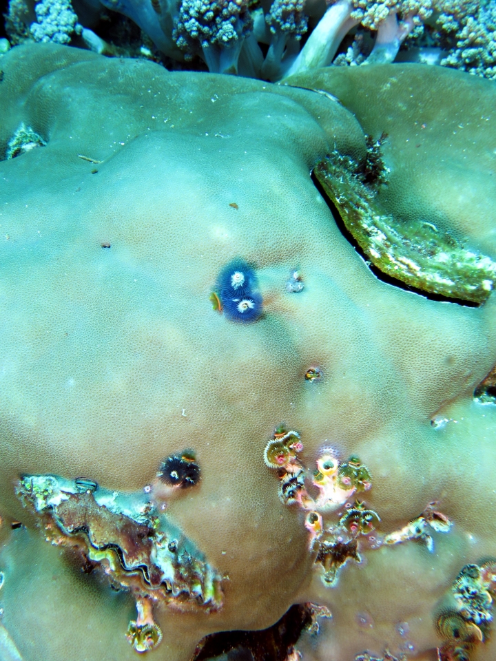 Spirobranchus giganteus, Porites lutea