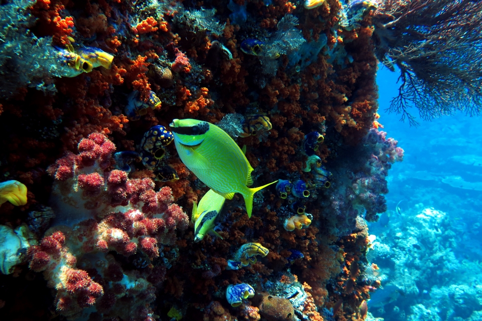 Siganus puellus