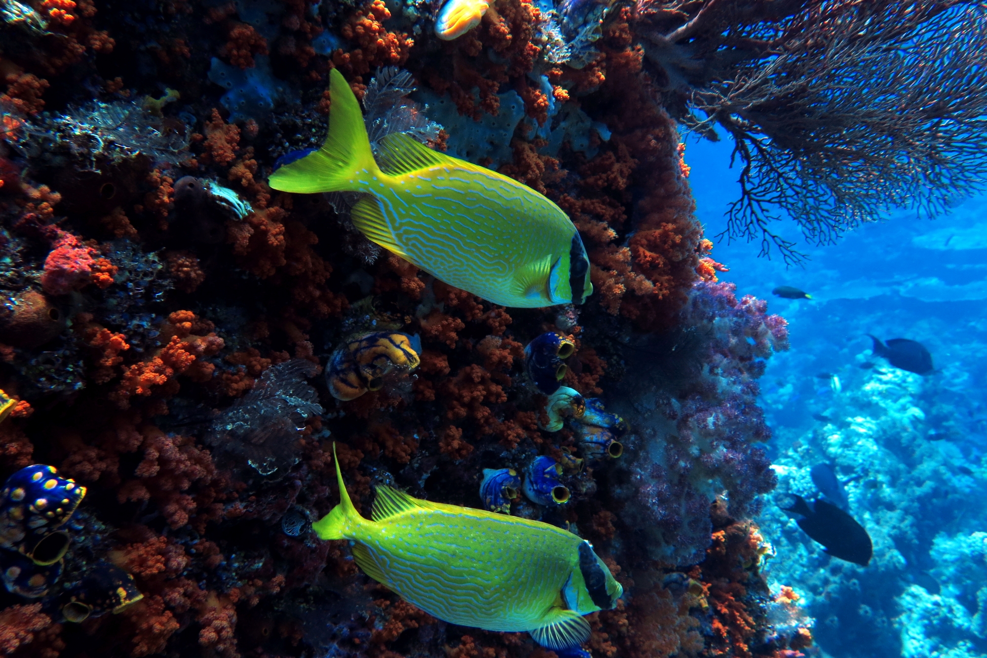 Siganus puellus