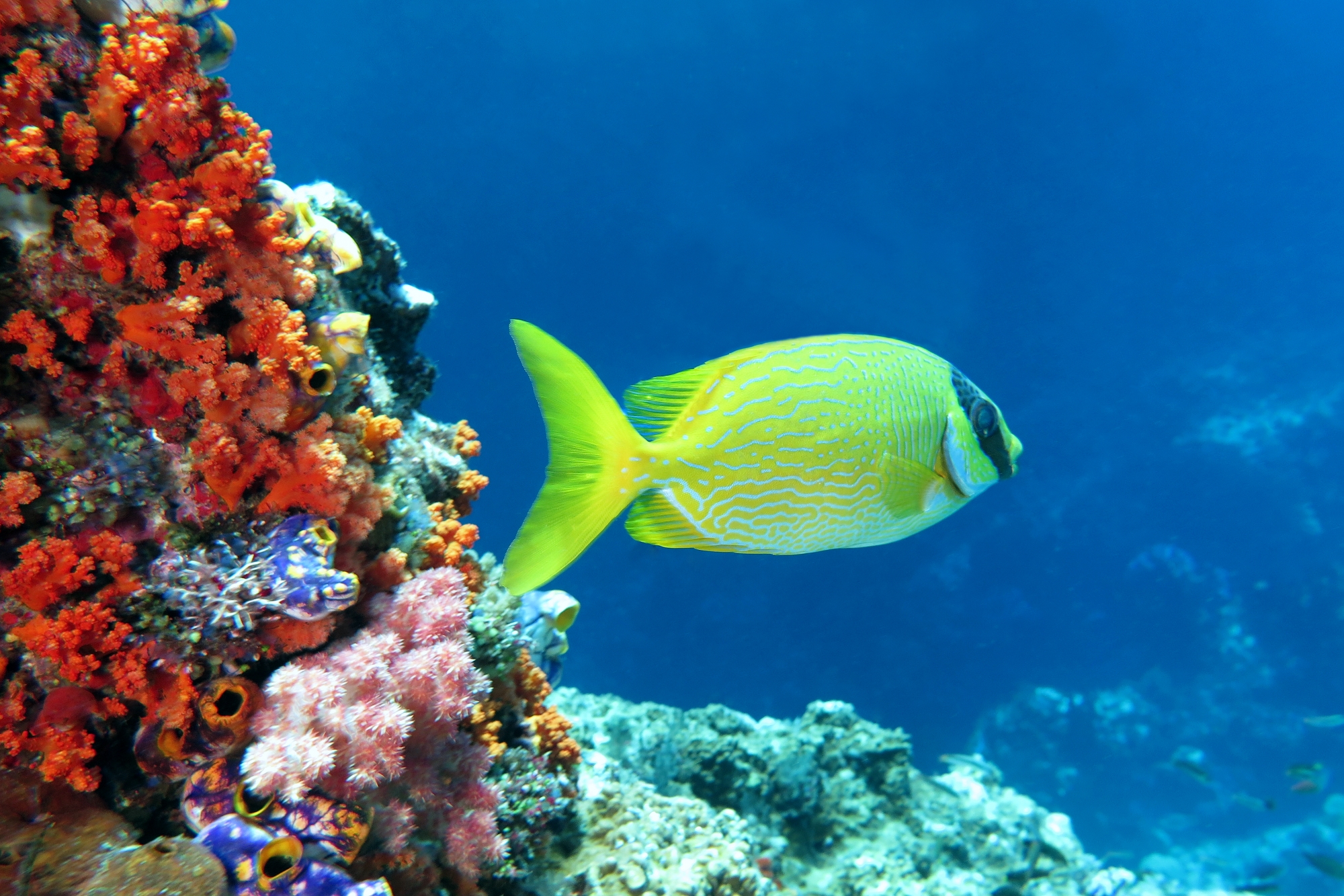 Siganus puellus