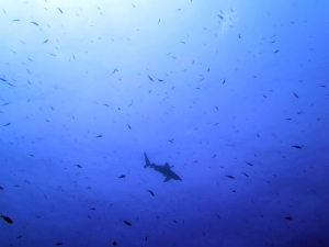 Carcharhinus longimanus