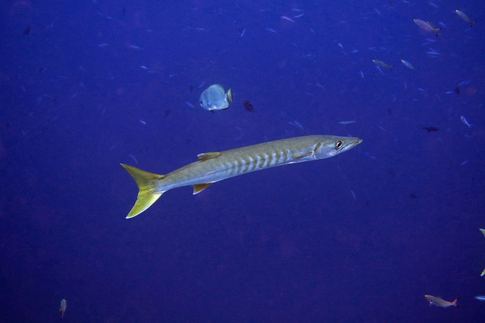 Sphyraena jello