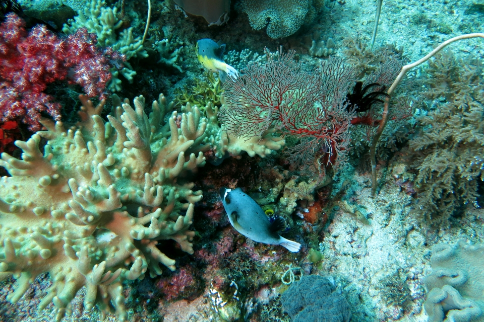 Arothron nigropunctatus, Sinularia gibberosa, Melithaea ochracea