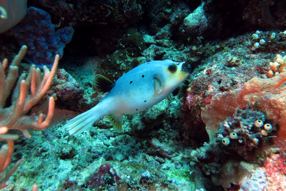 Arothron nigropunctatus