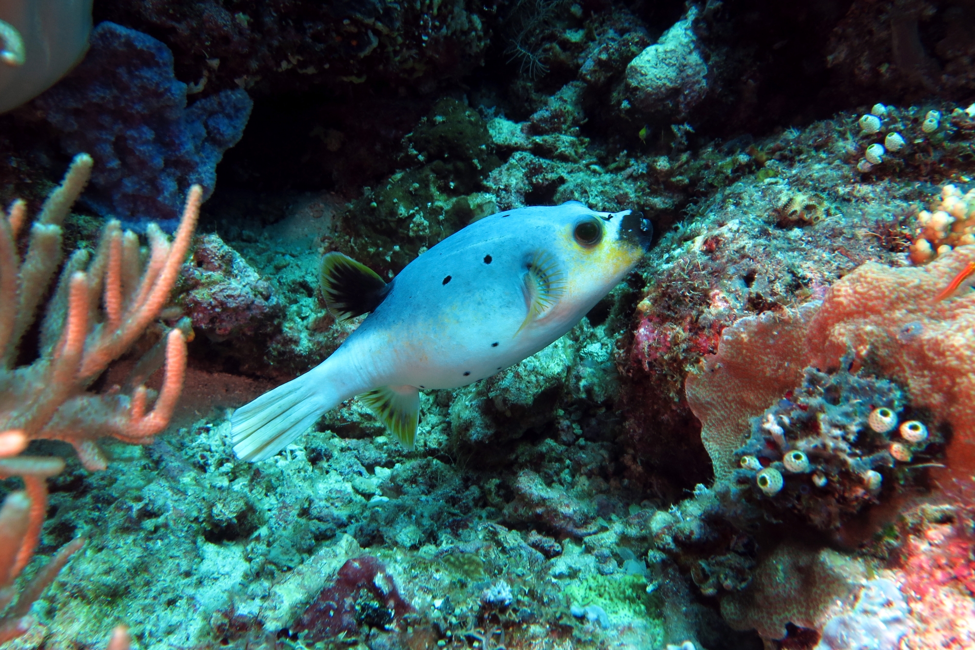 Arothron nigropunctatus
