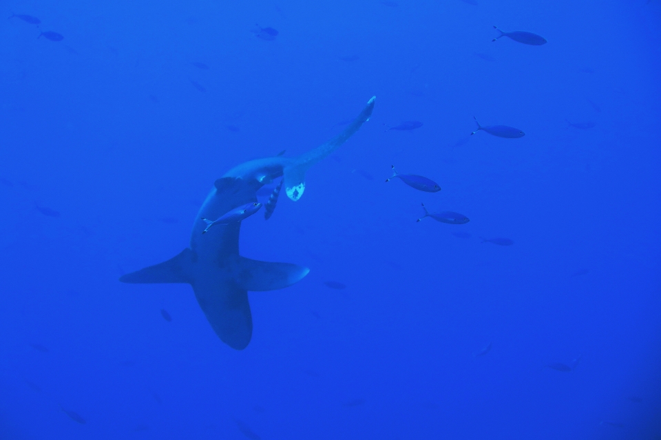 Carcharhinus longimanus