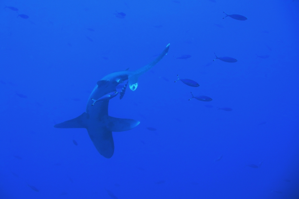 Carcharhinus longimanus