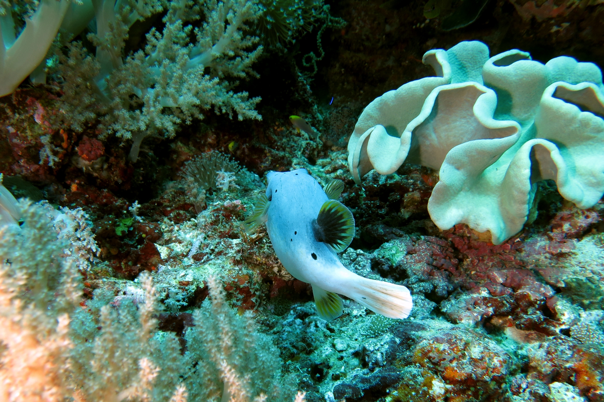 Arothron nigropunctatus, Sarcophyton sp.