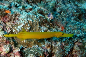 Aulostomus chinensis