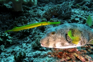 Arothron hispidus, Aulostomus chinensis