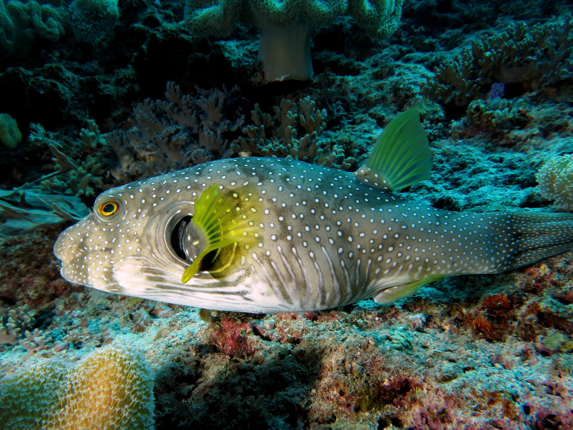 Arothron hispidus