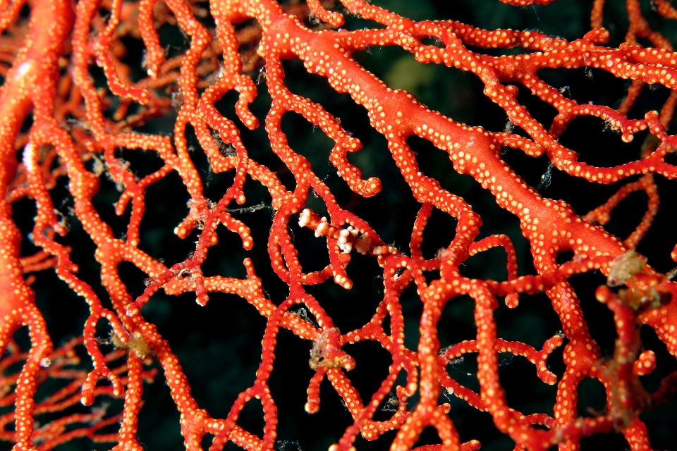 Hippocampus bargibanti, Gorgone Muricella