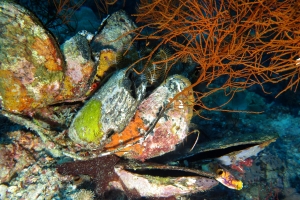 Spondylus varius, Antipathes sp.