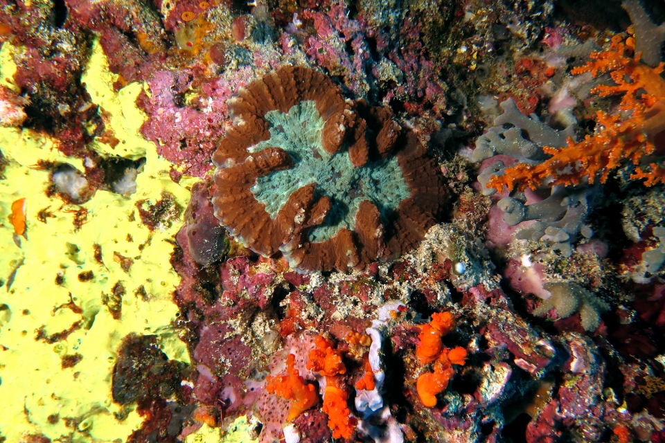 Symphyllia valenciennesii