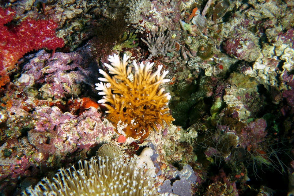 Millepora dichotoma