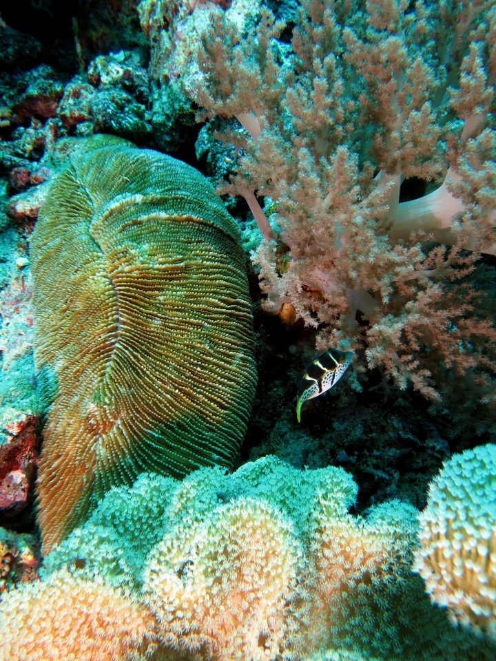 Ctenactis echinata, Canthigaster valentini