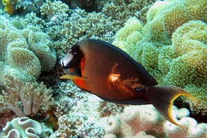 Acanthurus pyroferus