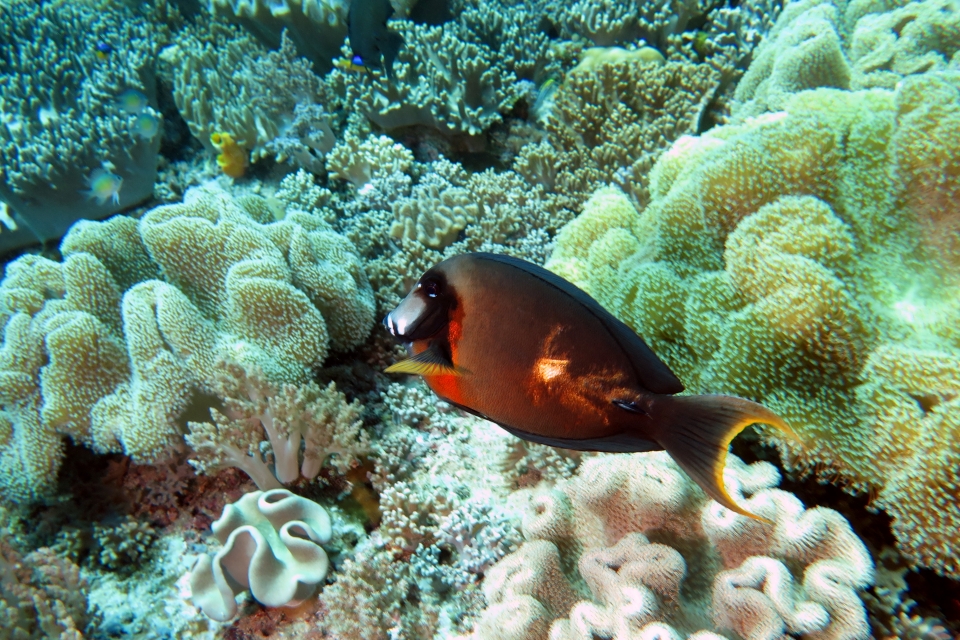 Acanthurus pyroferus