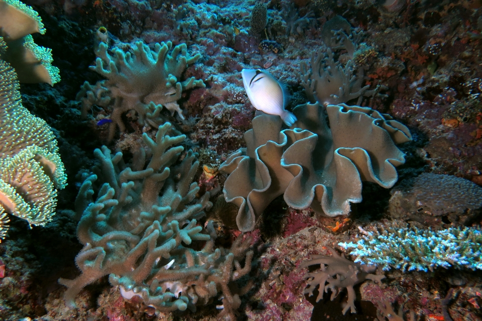 Sufflamen bursa, Sarcophyton sp., Sinularia gibberosa