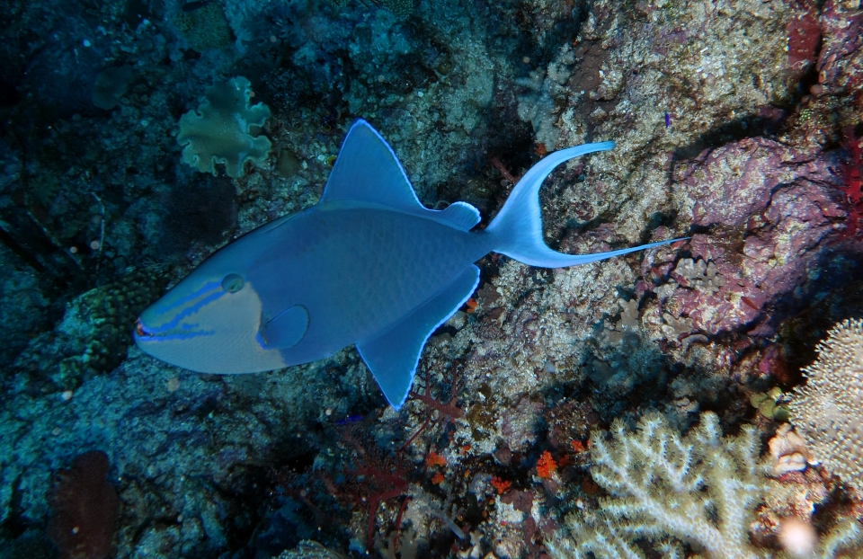 Odonus niger
