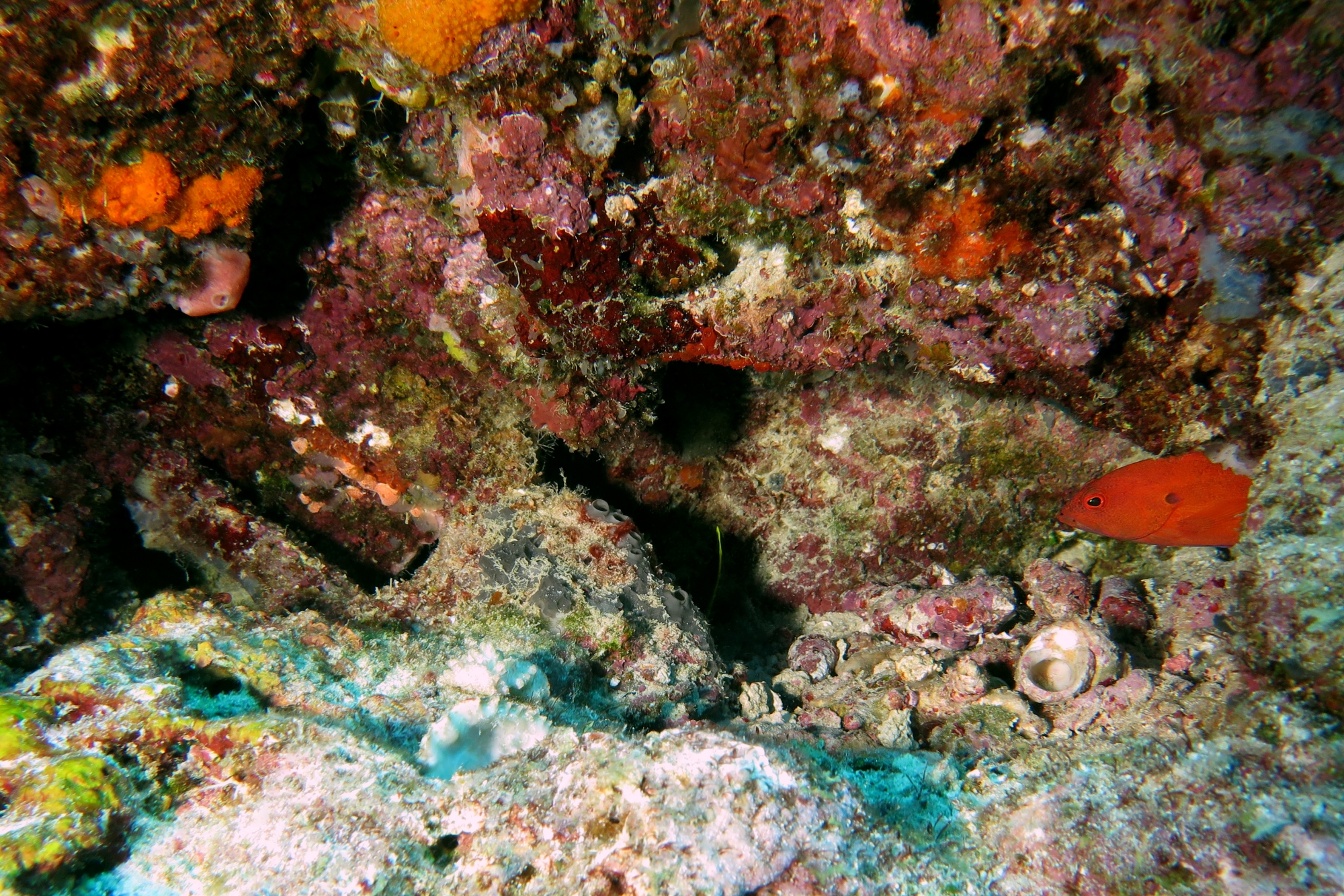Ircinia strobilina